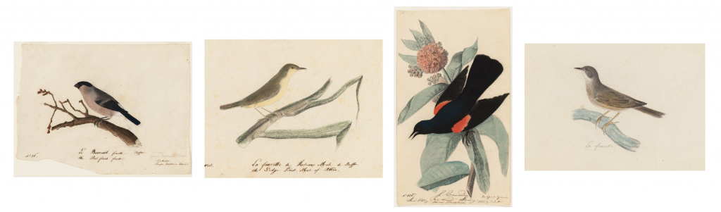 audubon_birds